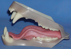 Bear Jaw Set by Mohr