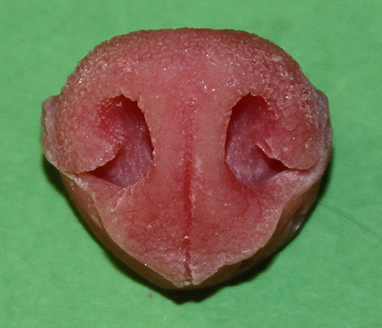 N21 Small Coyote Nose