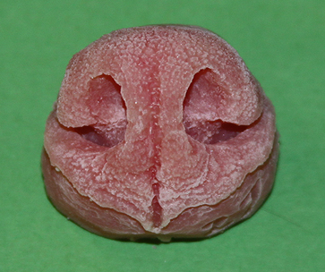 N23 Medium Coyote Nose