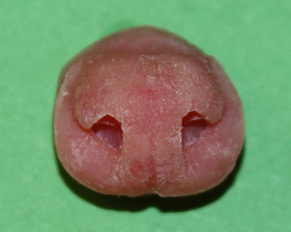 N31 Raccoon Nose