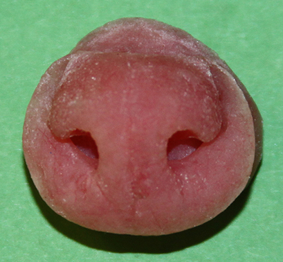 N33 Raccoon Nose