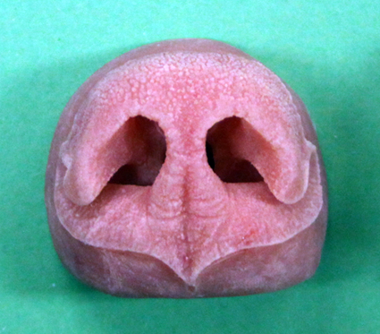Black Bear Nose Small
