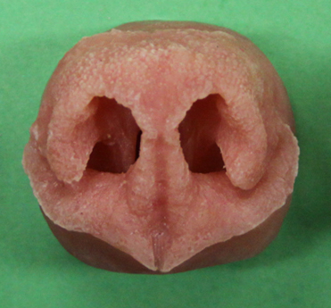 Black Bear Nose Medium