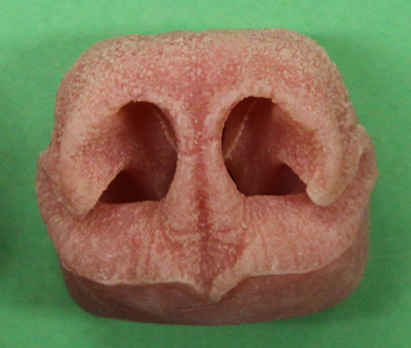 Black Bear Nose Large