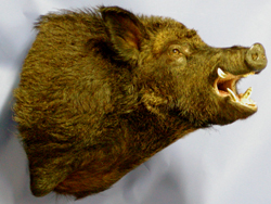 CEB23OR Euro Boar Offset - Open Mouth