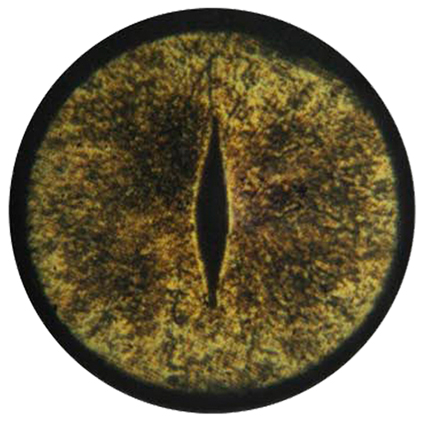 PA16 Alligator Eyes 16 MM