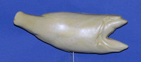 R421 Largemouth Bass