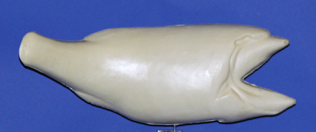 R654 Largemouth Bass