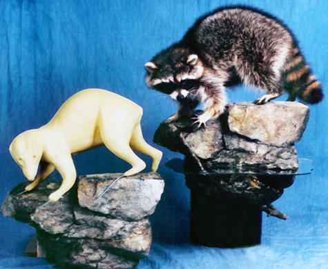 RC4110 Raccoon - Brian Harness