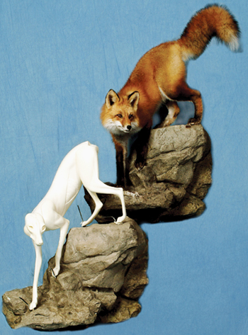 RF2344 Red Fox - Brian Harness