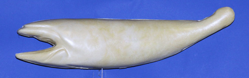 RFL2416  Redfish