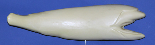 RFR2416 Redfish