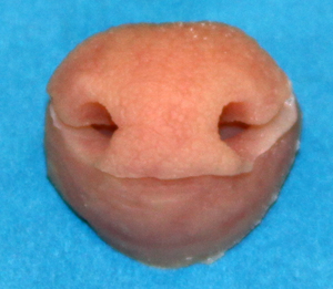 N71 Otter Nose