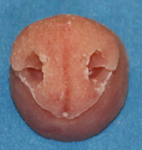 N62 Fisher Nose Female
