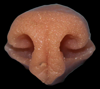 N13 Large Bobcat Nose