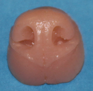 N51 Red Fox Nose