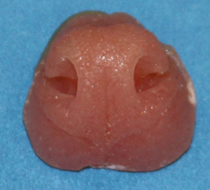 N41 Gray Fox Nose