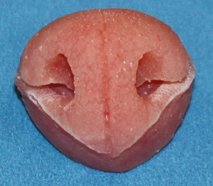 N61 Fisher Nose Male