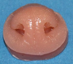 N32 Raccoon Nose