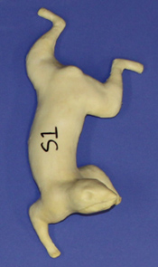S01 Classics Squirrel Form