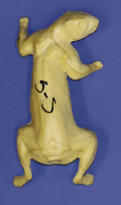 S05 Classics Squirrel Form