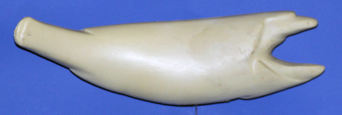 SR2116 Striped Bass Right Side