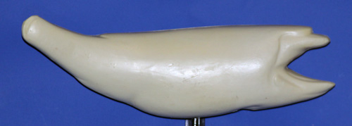 SR2318 Striped Bass Right Side