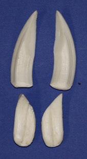 TUSK5 Unstained - Tusk Length 3 1/2"