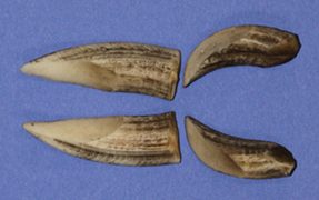 TUSK4P Stained - Tusk Length 3"