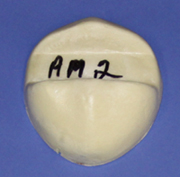 AM2 Antler Mount Form - Medium