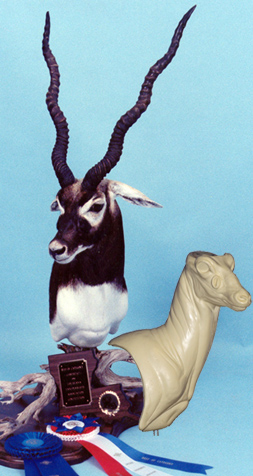 BB05 Blackbuck Pivot Pedestal Right Turn