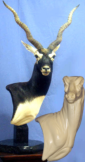 BB07 Classics Blackbuck Wall Pedestal Right Turn