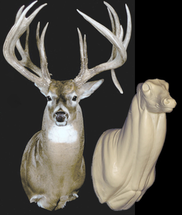 C091 Upright Buck Shoulder