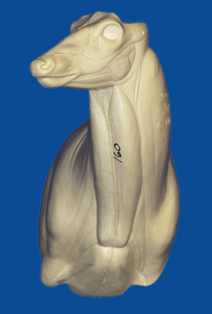 C160 Upright Offset Buck Shoulder