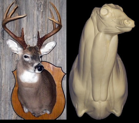 C596 Semi Upright Buck Shoulder