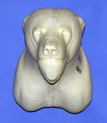 CBBR21 Black Bear - Shoulder