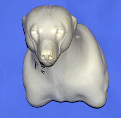 CBBR31 Black Bear - Shoulder