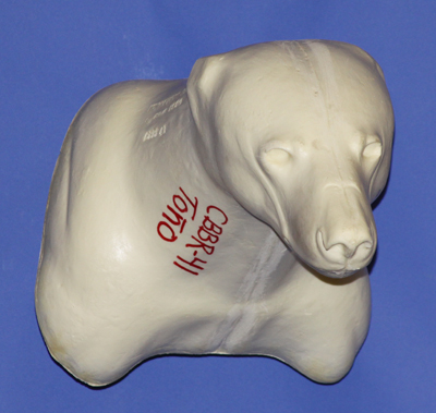 CBBR41 Black Bear - Shoulder