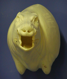 CEB26L Euro Boar - Open Mouth