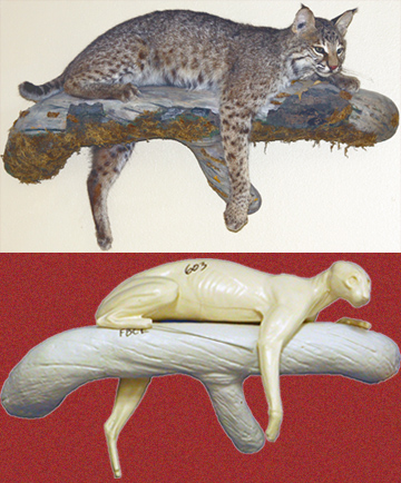 CFBC603 Bobcat by Darin Flynn