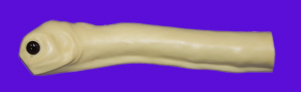CFT131S Turkey Head & Neck with Eyes