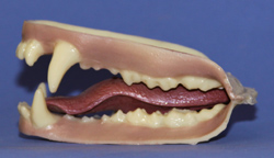 Bear Jaw Set Small