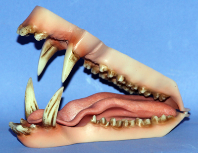 CJS131 Mohr Javelina Jaw Set  Detailed