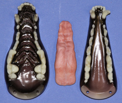 CJS141 Coyote Jaw Set