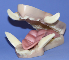 Mohr Wild Boar - Small
