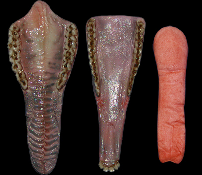 Classics Whitetail Panting Jaw Set