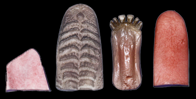 Classics Whitetail Jaw Set