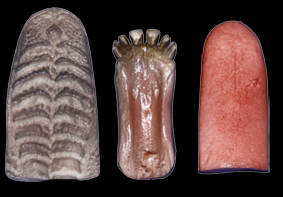 Classics Whitetail Jaw Set