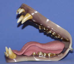 Bear Jaw Set by Mohr
