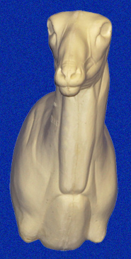 CSHP108 Sheep - (Mouflon/Corsican)